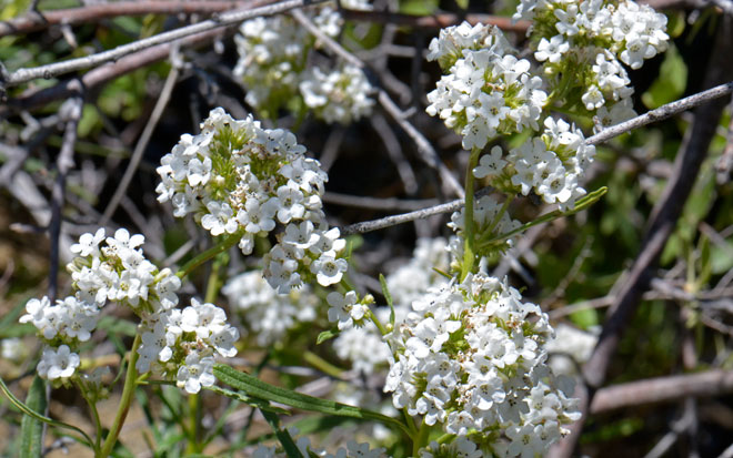 Eriodictyon angustifolium, Narrowleaf Yerba Santa